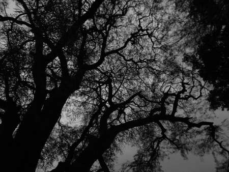 Horrorの写真素材