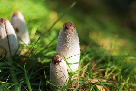 White edible mushrooms in mountain green grassの写真素材