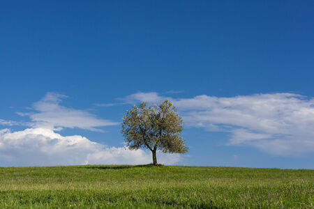 Olive tree in the Tuscany region in Italyの写真素材