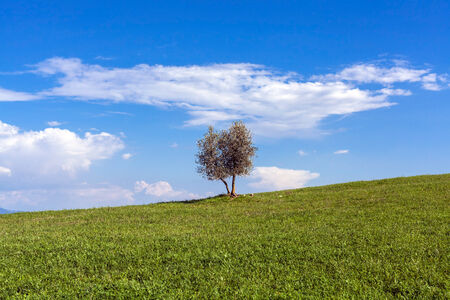 Olive tree in the Tuscany region italyの写真素材