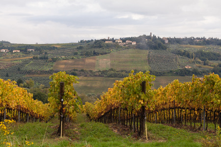typical Tuscany landscape, hills and vineyardの写真素材