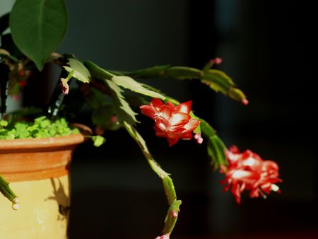 zygocactus truncactusの写真素材