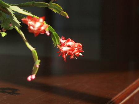 zygocactus truncactusの写真素材