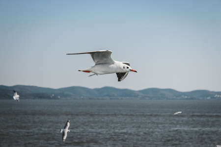 Silver Gull at Yuantouzhu, Taihu Lake, Wuxiの写真素材