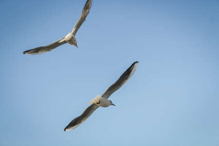 Silver Gull at Yuantouzhu, Taihu Lake, Wuxi