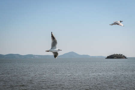 Silver Gull at Yuantouzhu, Taihu Lake, Wuxi