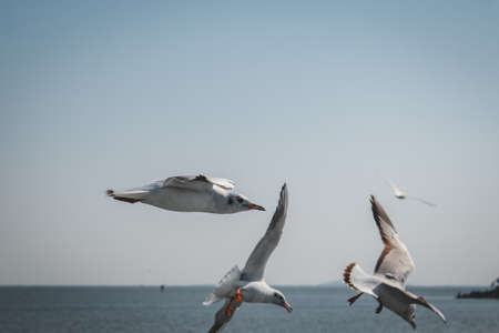 Silver Gull at Yuantouzhu, Taihu Lake, Wuxiの写真素材