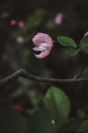 Pink begonia flowers in springの写真素材