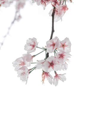 Minimalist Cherry Blossoms in Gucun Park