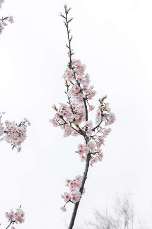 Minimalist Cherry Blossoms in Gucun Parkの写真素材