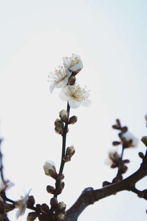 Plum blossom with minimalist background, taken from Xinzhuang Park, Minhang, Shanghaiの写真素材