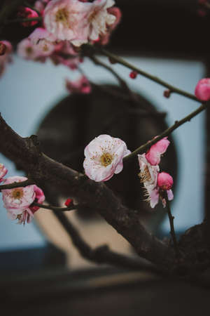 Plum blossoms in the background of ancient architecture, taken from Xinzhuang Park, Minhang, Shanghaiの写真素材
