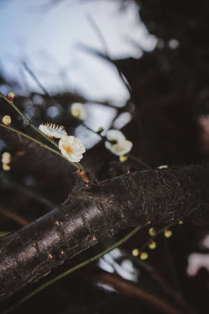 Plum blossoms against a dark background Â· Photographed from Xinzhuang Park, Minhang, Shanghaiの写真素材