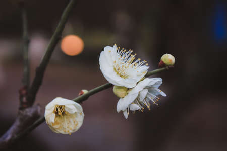 Plum blossoms against a dark background Â· Photographed from Xinzhuang Park, Minhang, Shanghaiの写真素材