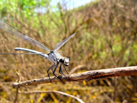 Dragonflyの写真素材