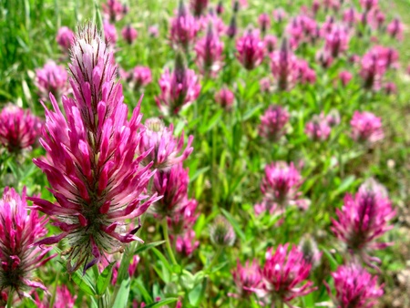 Pink-purple flowersの写真素材