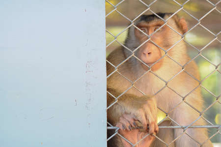 Monkey