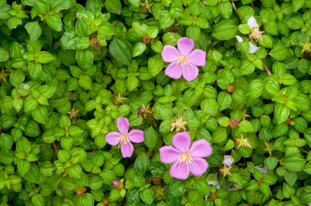 flowersの写真素材