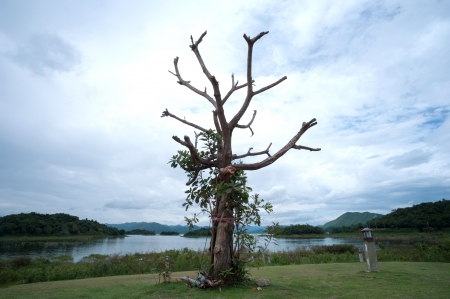 Dead wood