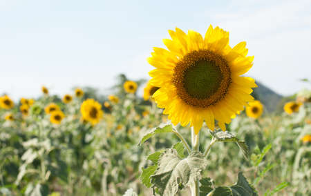 Sunflowerの写真素材
