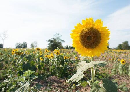 Sunflowerの写真素材