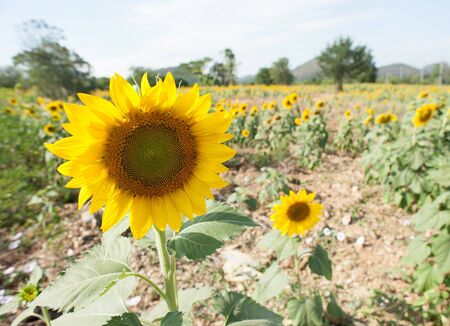 Sunflowerの写真素材