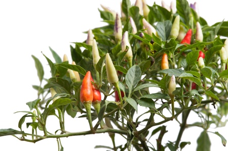 Pepper treeの写真素材