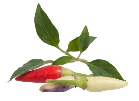 Pepperの写真素材