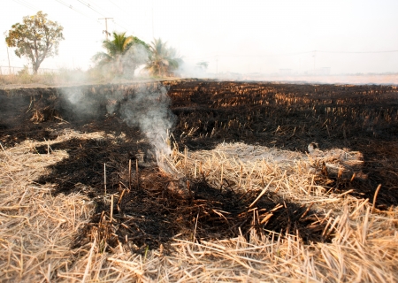 Burned fieldsの写真素材
