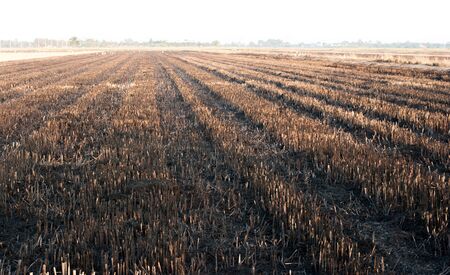 Burned fieldsの写真素材