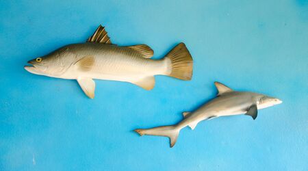 Dentex vulgaris toothed sparus snapper fishの写真素材