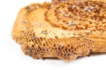 Hornet nest on white background with copy spaceの写真素材