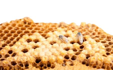 Hornet nest on white background with copy spaceの写真素材