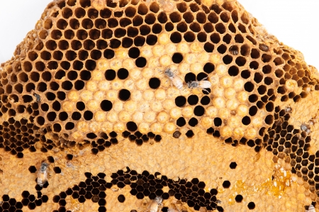 Honeycomb and worker honey bees close-upの写真素材