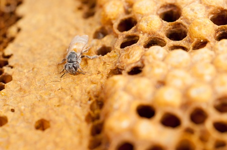 Honeycomb and worker honey bees close-upの写真素材