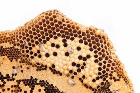 Honeycomb and worker honey bees close-upの写真素材