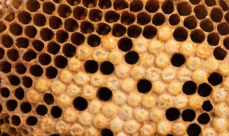 A picture of beehive ,Bees that are out of the nest 