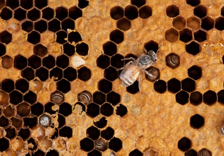 Honeycomb and worker honey bees close-upの写真素材