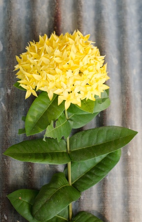 Jungle geranium (Ixora coccinea). Close-up. yellow color.の写真素材