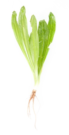 Eryngium foetidum or long coriander leaves over white backgroundの写真素材