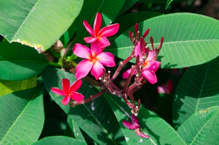 close-up shot for red frangipani flowers against green foliageの写真素材