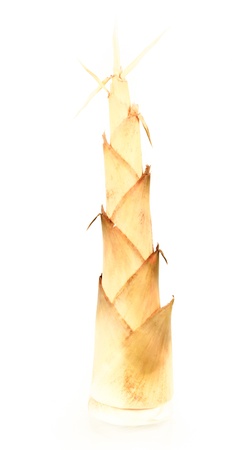 Bamboo shoot on white backgroundの写真素材
