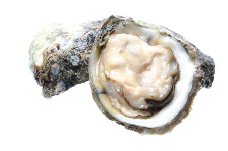 Oyster isolated on white background