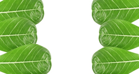 Green leaves border over whiteの写真素材
