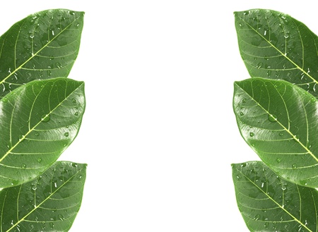 Green leaves border over whiteの写真素材