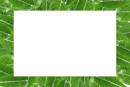 Green leaves border over whiteの写真素材