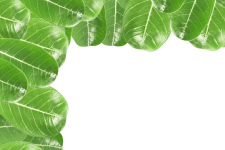 Green leaves border over whiteの写真素材