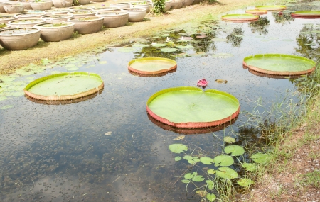 Victoria lotus leafの写真素材
