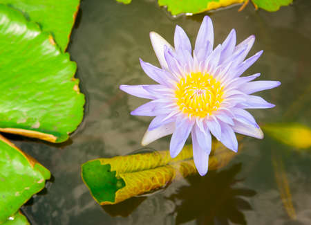 Close up of beautiful purple lotus blossom in poolの写真素材