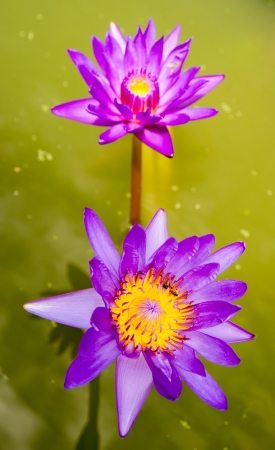Close up of beautiful purple lotus blossom in poolの写真素材